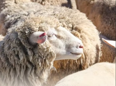 milado australian wool